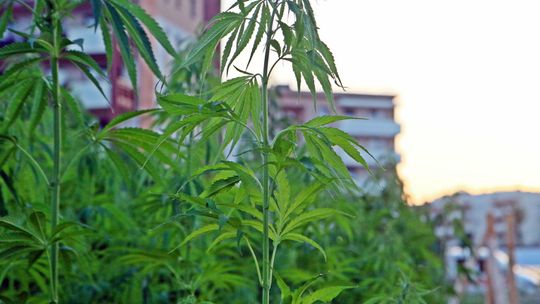 Konopie za darmo. Tak jest w Lublinie. Jutro żniwa