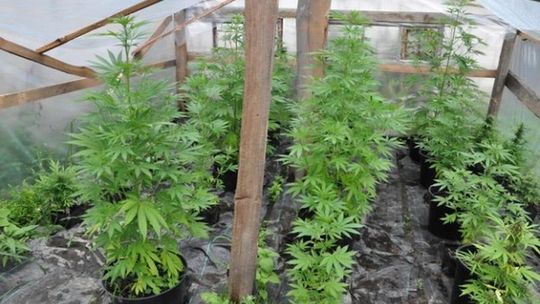 Konopie zamiast pomidorów