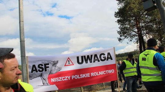 Konserwy ze świń zagrożonych ASF trafiły na stołówkę?