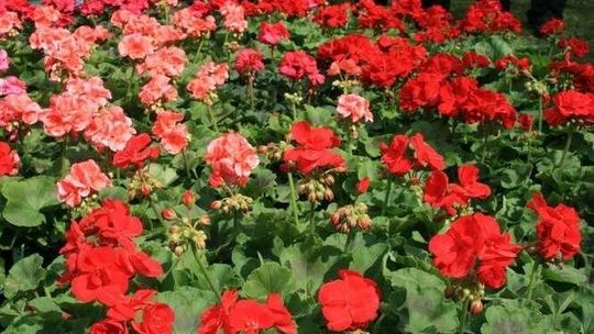 Końskowola: Kiermasz kwiatów coraz popularniejszy