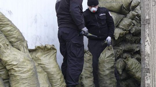 Kontrabanda w węglu drzewnym