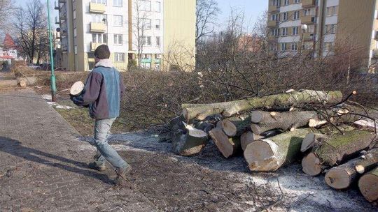 Kontrola NIK: Mało odmów na wycinki drzew. Urzędnicy zgadzają się bez sprawdzenia