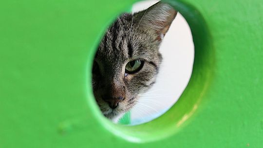 Kontrola NIK: Zwierzęcy kłopot gmin