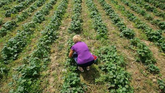 Kontrole ARiMR: Rolnicy tracą dopłaty