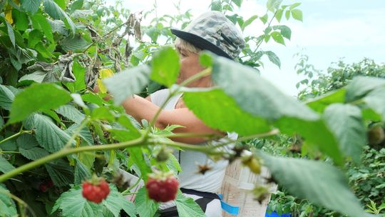 Kontrole w skupach malin. Czy doszło do zmowy cenowej? 