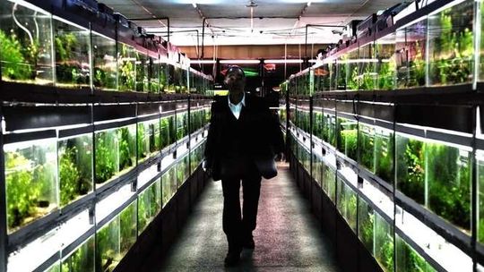 Kontrowersyjny "Cold Fish" w Centrum Kultury