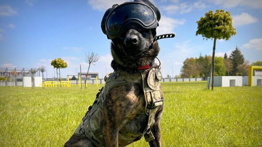 Kontrterrorysta na czterech łapach