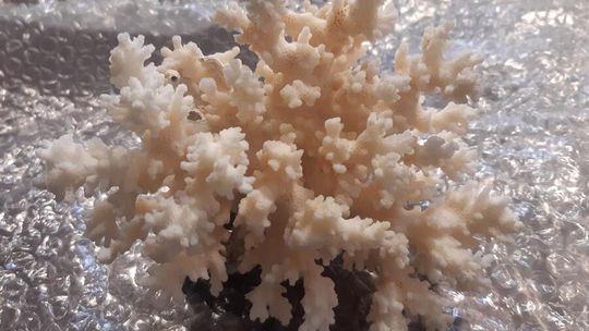 Koralowce i łodzik w walizce. Nietypowa „pamiątka” zatrzymana na granicy w Hrebennem CITES zatrzymane na granicy