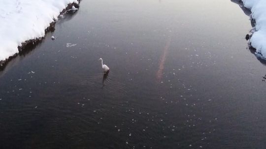 Kormorany, bociany i czaple. Zamiast odpoczywać w ciepłych krajach wybrały Lubelszczyznę