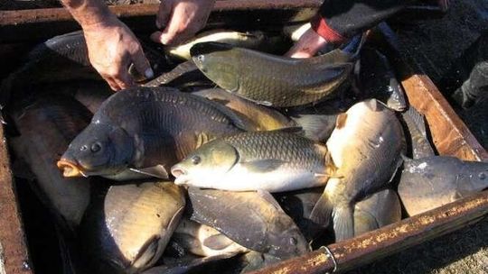 Kormorany zjadły nasze karpie. Hodowca: "To chyba najgorszy rok w ciągu 30 lat"