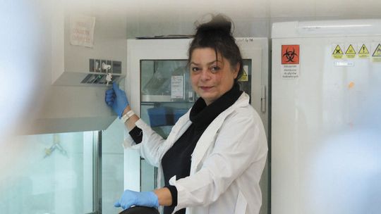 Koronawirus na zamówienie do badań. "To w pewnym sensie zakupy online dla naukowców."