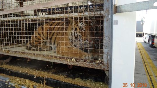 Koroszczyn: Prokuratura bada sprawę tygrysów. "One umierają"