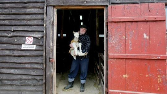 Korporację zamienił na alpaki. Dziś ma jedną z największych hodowli w kraju