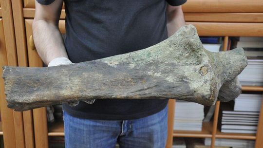 Kość mamuta w muzeum w Janowie Lubelskim