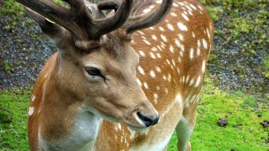 Kosyń: Wałęsające się psy zagryzły stado danieli