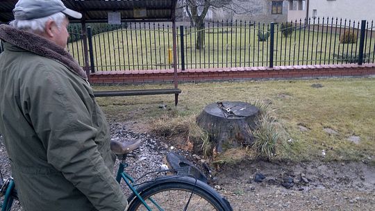 Koszmar w Kraczewicach: Psy zagryzły kobietę. Policja szuka zwierząt