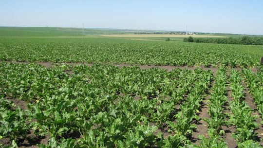 Koszmar w pracy na plantacji w Niemczech. Jak uniknąć takich miejsc?