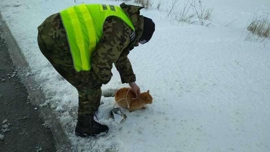 Kot miał dużo szczęścia, że spotkał strażników granicznych