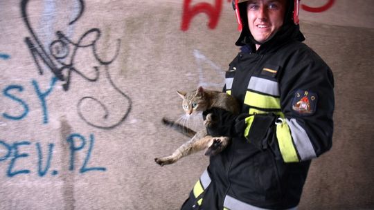 Kot siedział trzy dni na drzewie. Uratowali go strażacy (zdjęcia, wideo)
