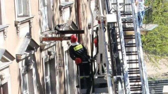Kot wyszedł na spacer, ale nie wiedział jak wrócić. Strażacy ruszyli na pomoc