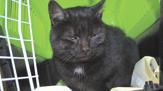 Kotkę znaleziono w samolocie z Lublina do Warszawy. Wiele osób chce adoptować „Wawkę”