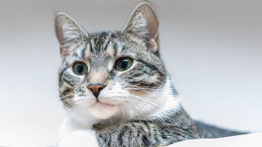 Koty pod klucz, psy na smycz. Wścieklizna wróciła po siedemnastu latach