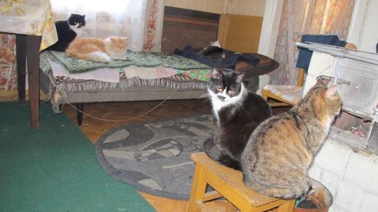 Koty siadają przy piecu. \"To znaczy, że będą siarczyste mrozy\" (zdjęcia)