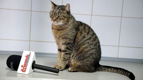 Koty świętują. "To zwierzę, które nie pasuje do każdego" 