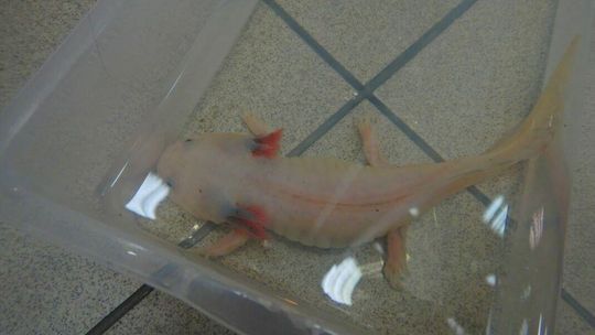 Kozaki z pytona, tabletki z konika, a w pudełku... aksolotl. Za to grozi odsiadka