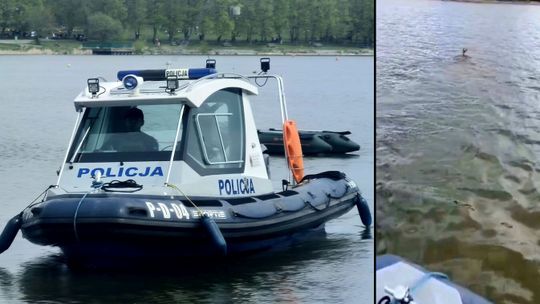 Koziołek w opałach. Na pomoc tonącemu zwierzęciu ruszyli policjanci