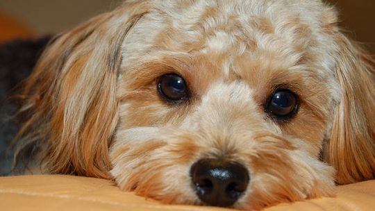 Kozubszczyzna: Strażacka zbiórka dla schroniska