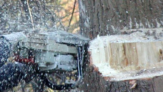 Kradł z lasu drewno i zginął