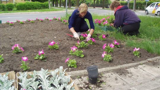 Kradną nawet kwiaty