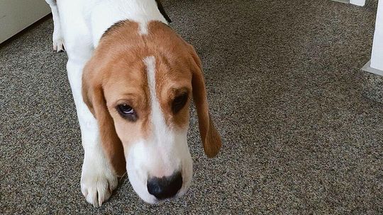 Kradzież na uniwersytecie. Szukają złodzieja dwóch psów