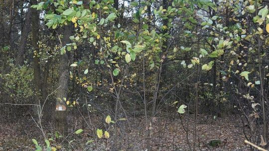 Kradzież po radzyńsku. Wycięli dęby z cudzego lasu 