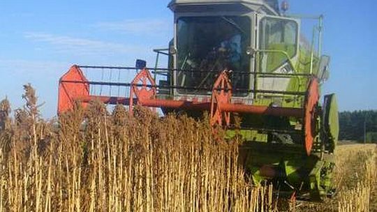 Kradzież w Machnowie: Wykosił sąsiadowi 90 arów pszenicy