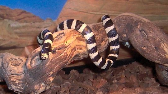 Kradzież w zoologicznym. Schował węża w rękawie
