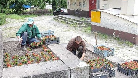 Kraśnik będzie kolorowy. Nowa nasadzenia kwiatów w mieście