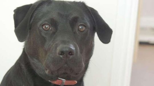 Kraśnik: Będzie można zaczipować psa. Za darmo