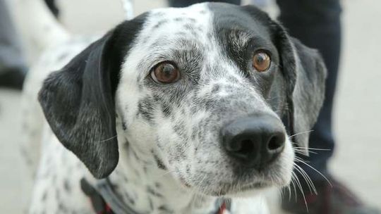 Kraśnik: Bezpłatne czipowanie psów