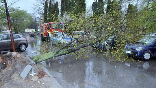 Kraśnik: Drzewo runęło na samochód, ktoś podciął korzenie?