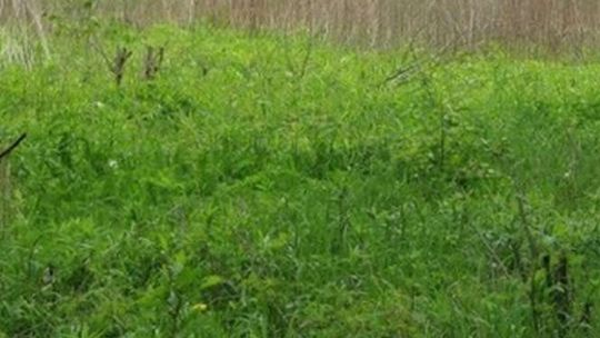 Kraśnik: Działka czeka na inwestora