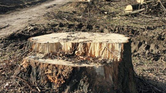 Kraśnik im. Jana Pawła II. Wycięli lipy, postawią rzeźby