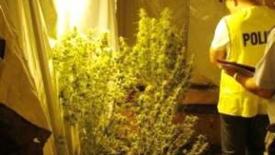 Kraśnik: Ojciec z synem uprawiali marihuanę w piwnicy