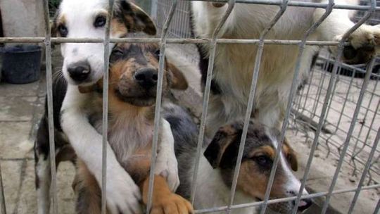 Kraśnik. Powstanie grzebowisko zwłok zwierząt