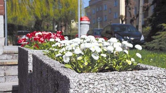 Kraśnik w bratkach i stokrotkach. Pojawią się też pelargonie