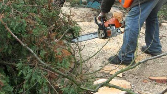 Krasnystaw: Ekolodzy protestują przeciw wycince lipowej alei