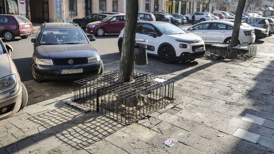 Kraty wokół drzew w Lublinie. Wymyślili je architekci z Katowic. "To smutny symbol"