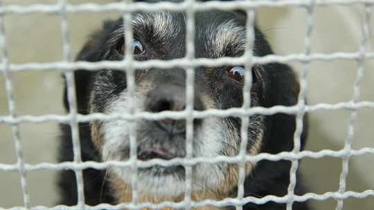 Krematorium dla zwierząt w Lublinie. Jest wniosek o pozwolenie na budowę