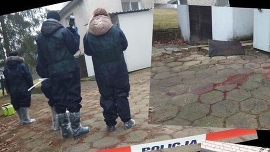 Krew po polowaniu. Weterynarze ustalili, czy dziki były chore